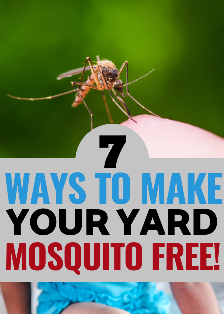 46+ How To Rid Backyard Of Mosquitoes Pics