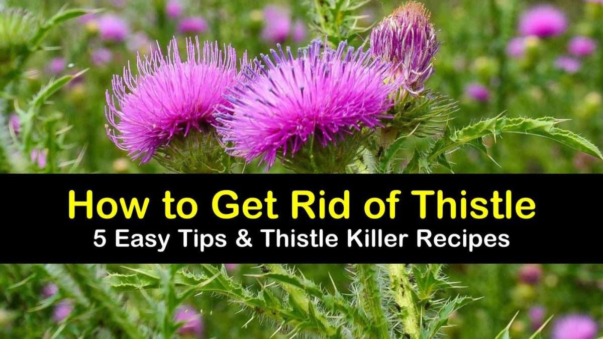 5 Easy Ways to Get Rid of Thistle