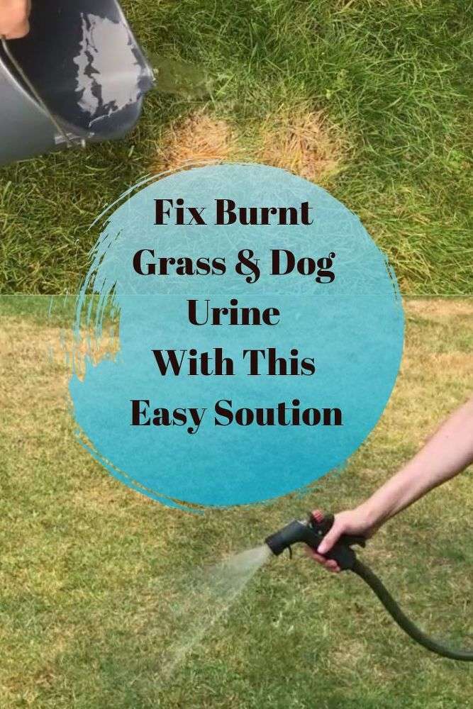 Easy Way To Fix Burnt Grass &  Dog Urine Spots
