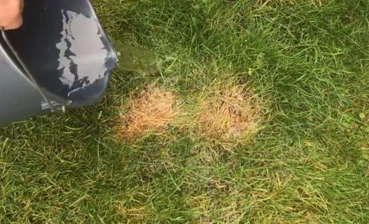 Fix Burnt Grass &  Dog Urine Spots With This Easy Solution!