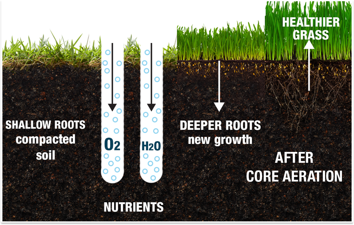 How Aeration &  Overseeding Makes Your Lawn Healthy