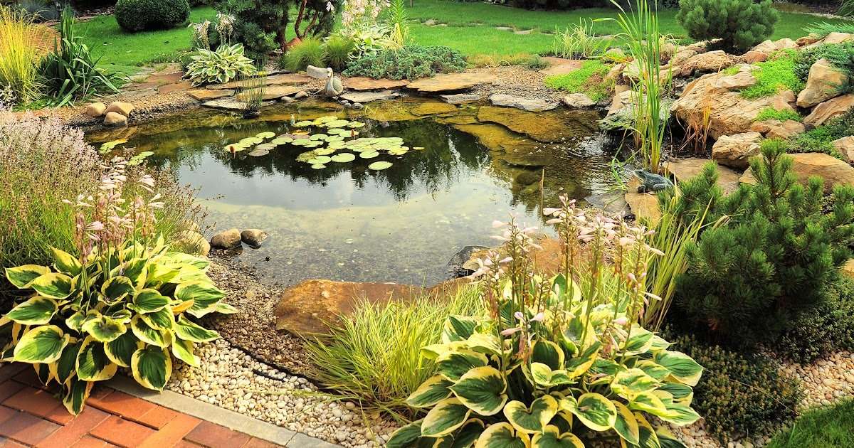 How To Get Rid Of Algae In Ponds Apps Directories