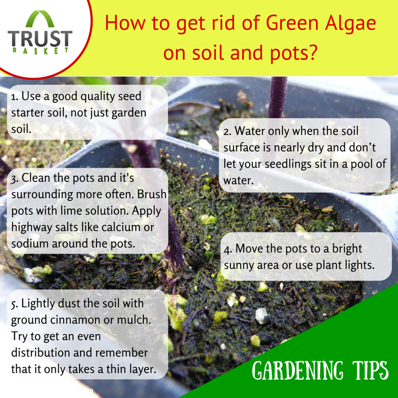 How to get rid of green #algae on soil and pots? # ...