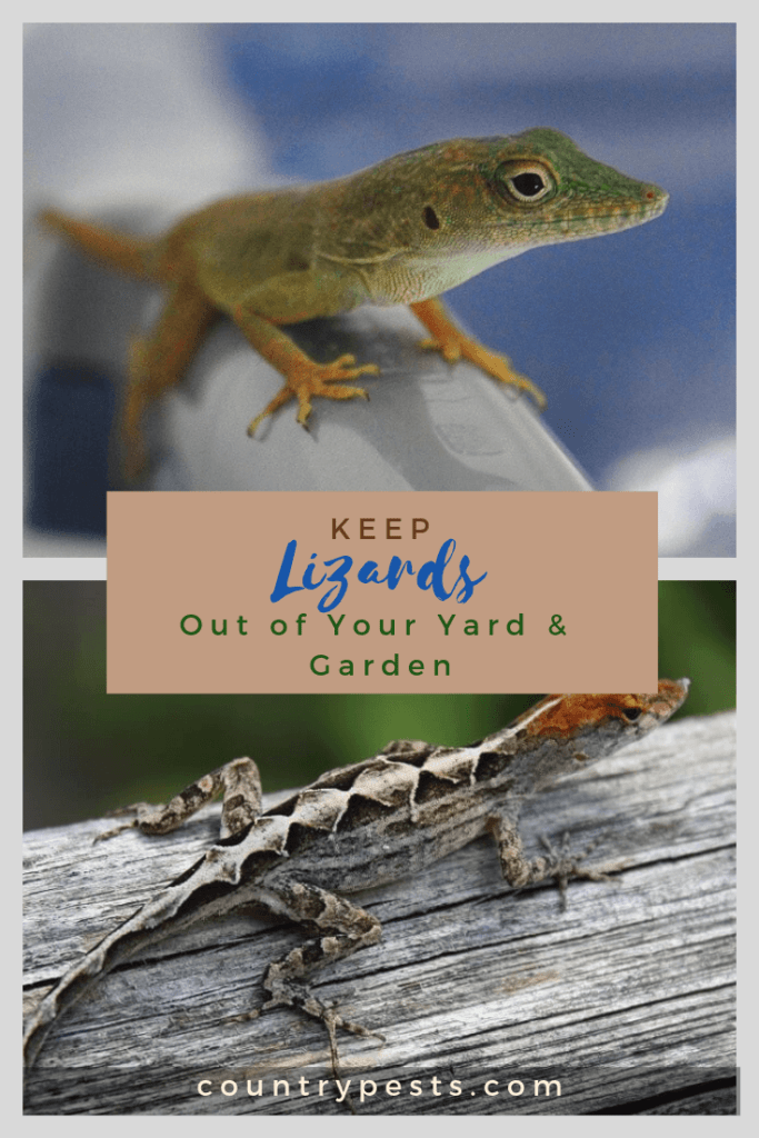 How To Get Rid Of Lizards And Keep Them Away (House, Porch ...