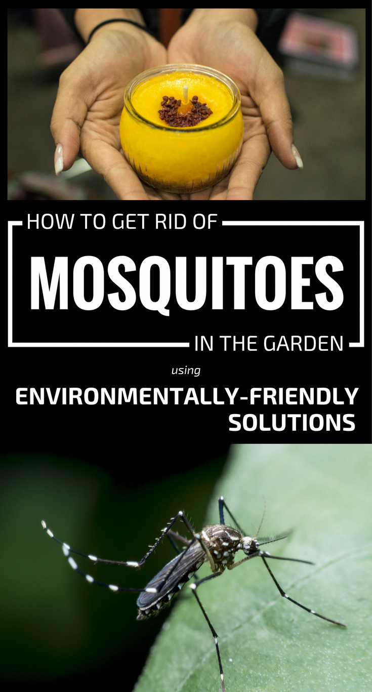 How To Get Rid Of Mosquitoes In The Garden Using Environmentally ...