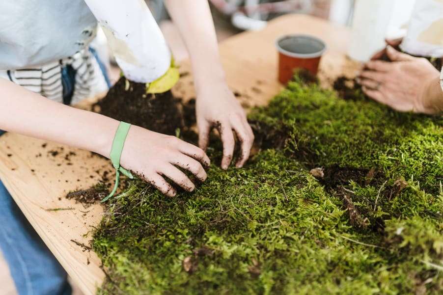 How To Get Rid of Moss in Your Lawn Naturally