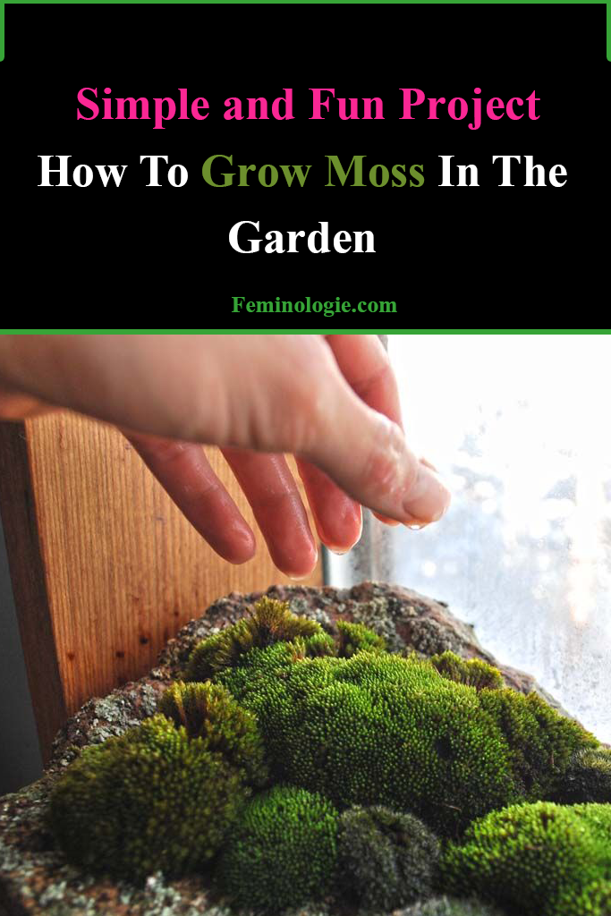 How To Grow Moss In The Garden in 2020