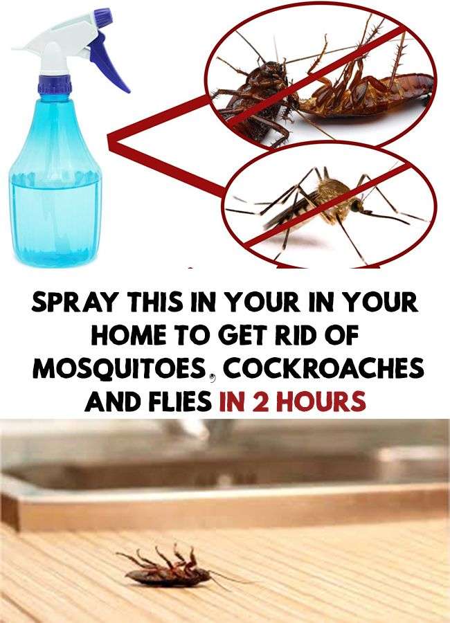 Spray This In Your In Your Home To Get Rid Of Mosquitoes, Cockroaches ...