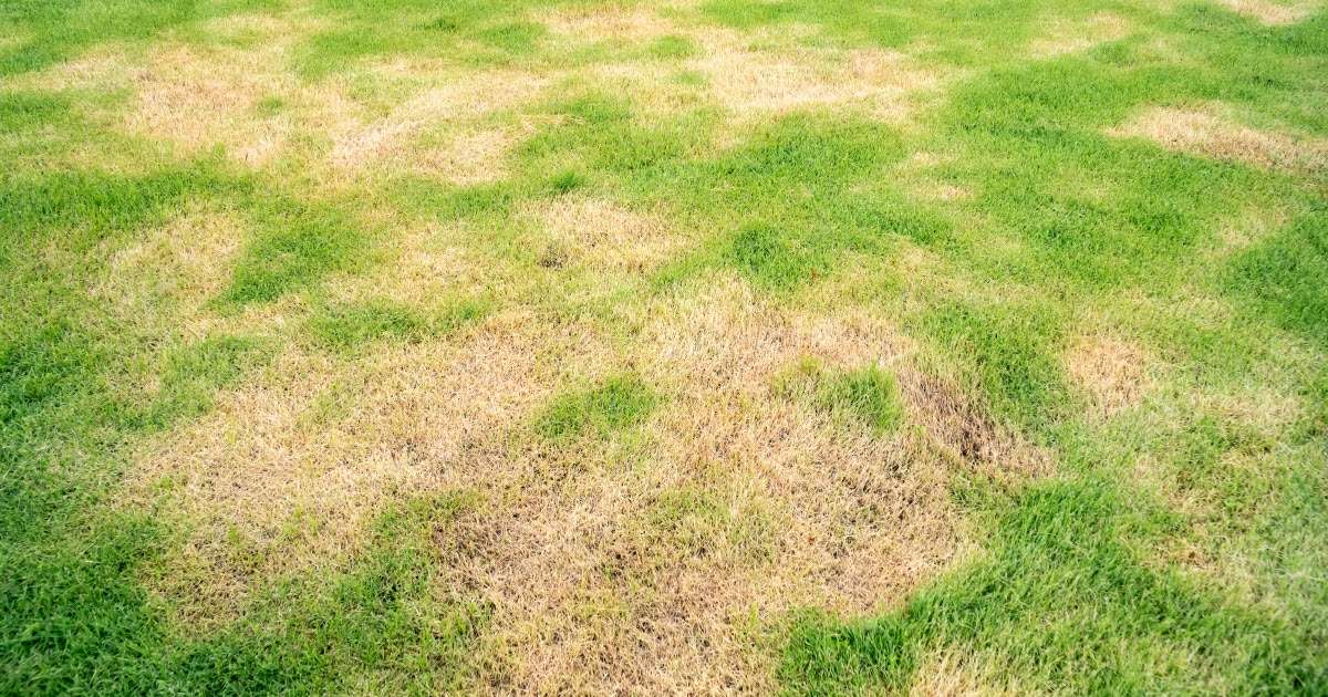 Why is My Lawn Turning Brown in Spots? (How to Fix)