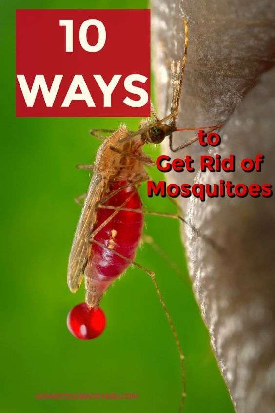 10 ways to get rid of mosquitoes