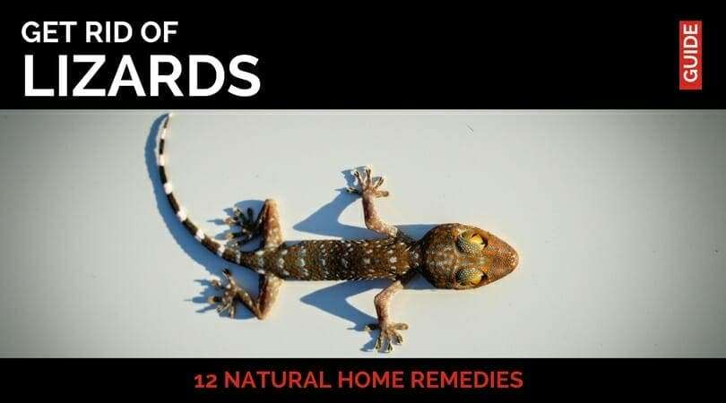 12 Simple Home Remedies to Get Rid of Lizards