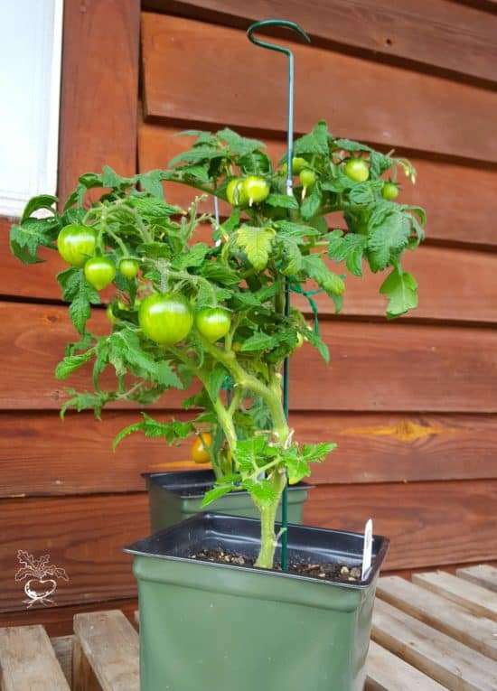 5 Tips To Grow Delicious Tomatoes In Containers ...
