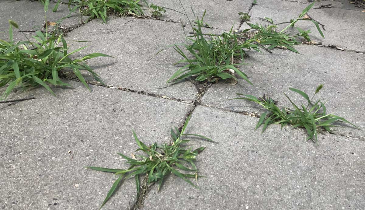 5 Tricks to Get Rid of Weeds on Your Patio that Actually ...
