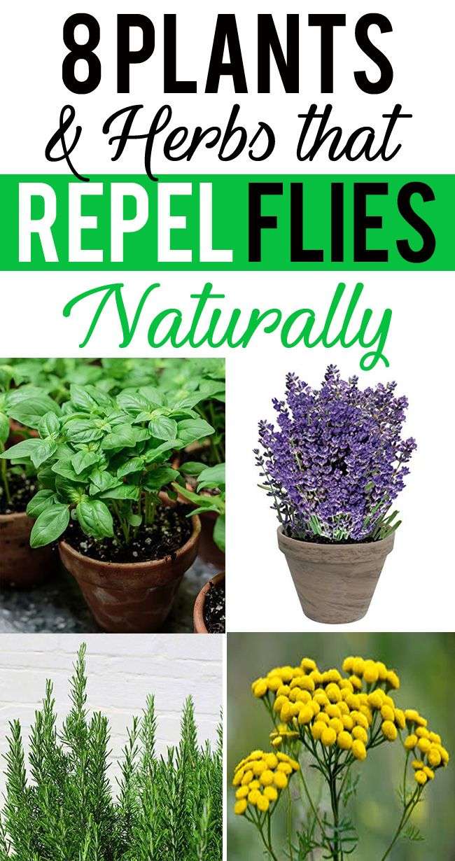 8 Plants and Herbs That Repel Flies Naturally
