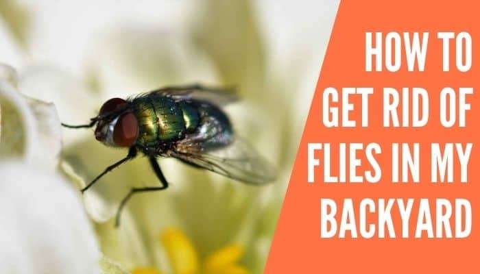 9 Way How to Get Rid of Flies in My Backyard
