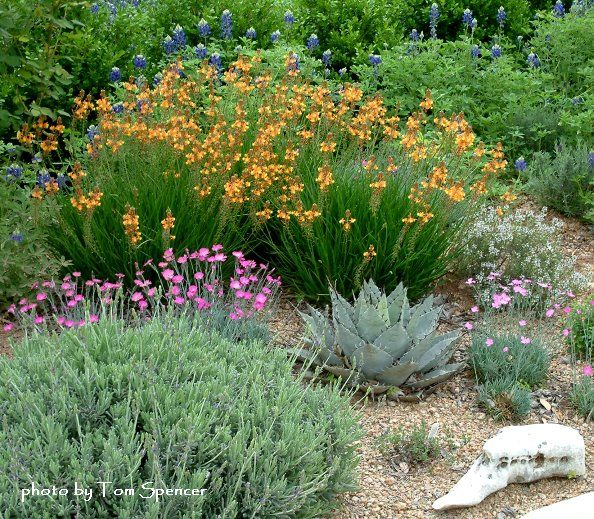 agave and xeriscaped flowers