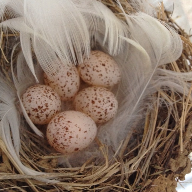 Barn Swallows nesting on my front porch, should start hatching around ...