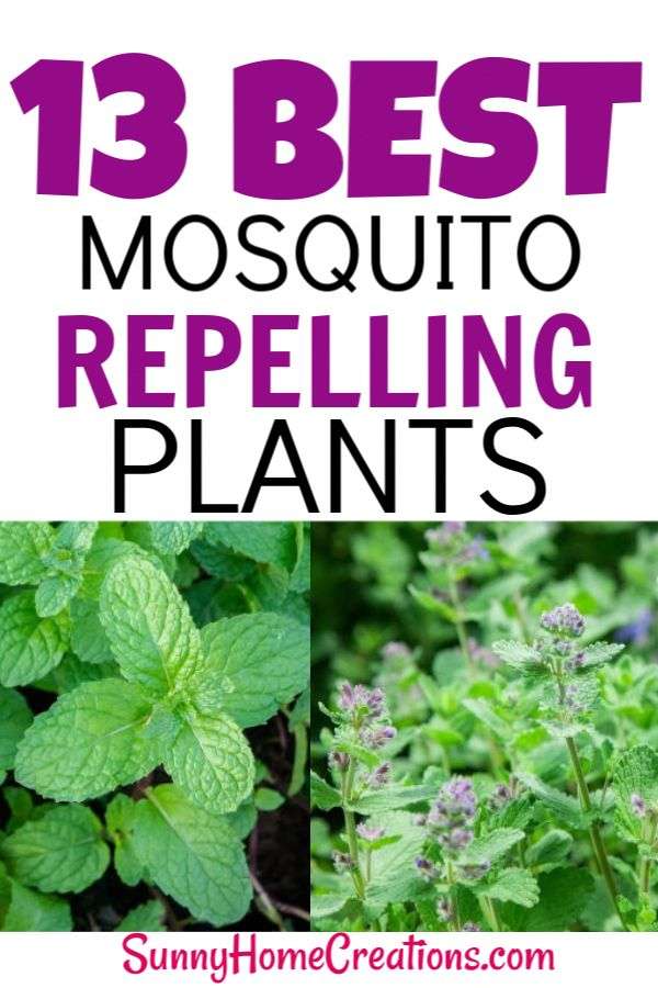 Best Mosquito Repellant Plants for your backyard garden ...