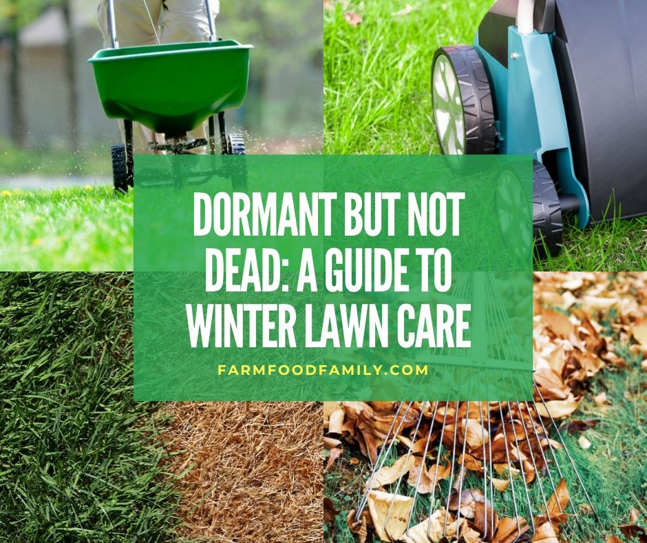 Dormant but Not Dead: A Guide to Winter Lawn Care
