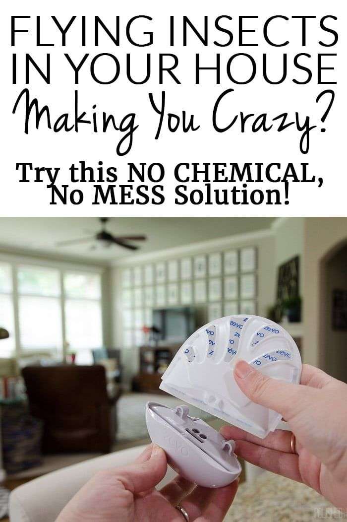 Flies & gnats Inside Your House Making you CRAZY? Get rid ...