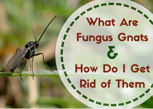 Fungus Gnats: Where Do These Little Flying Bugs Come From ...