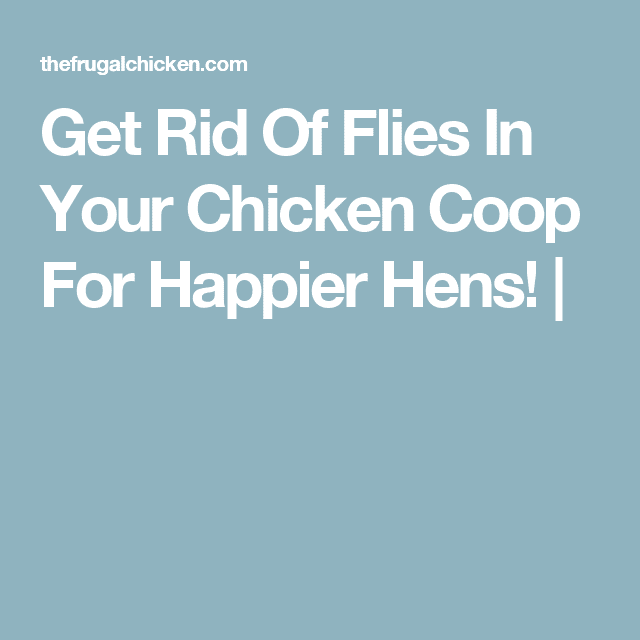 Get Rid Of Flies In Your Chicken Coop For Happier Hens!