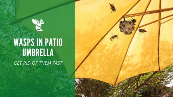 Get Rid of Wasp Nests in Your Patio Umbrella