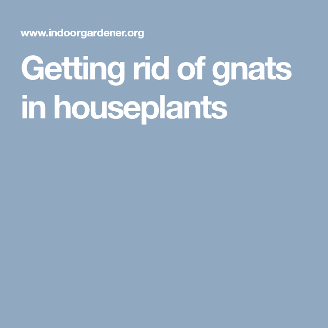 Getting rid of gnats in houseplants