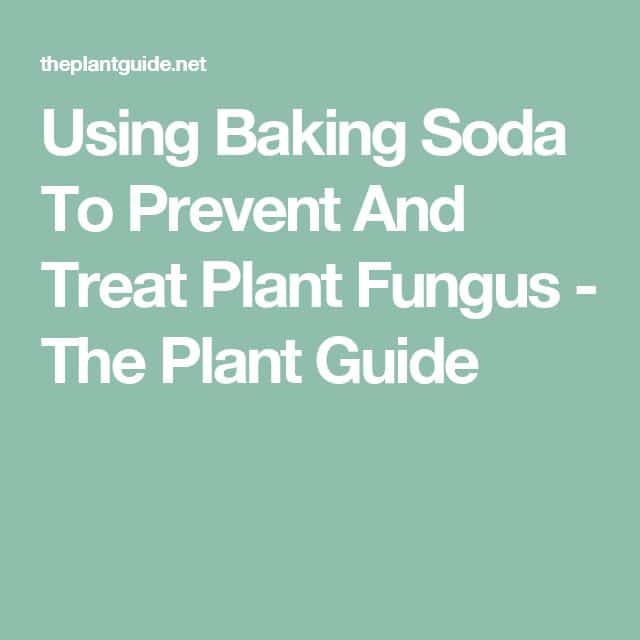 Grass Fungus Treatment Baking Soda