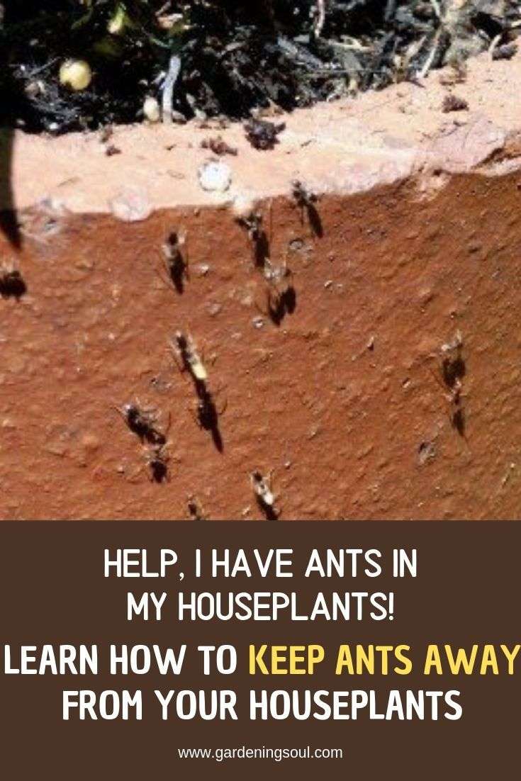 Help, I Have Ants In My Houseplants! Learn How To Keep ...