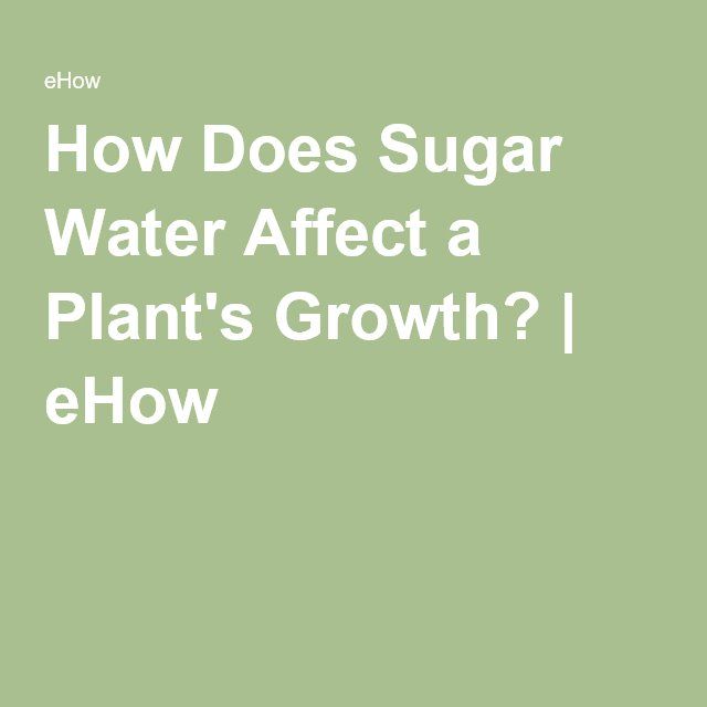 How Does Sugar Water Affect a Plant
