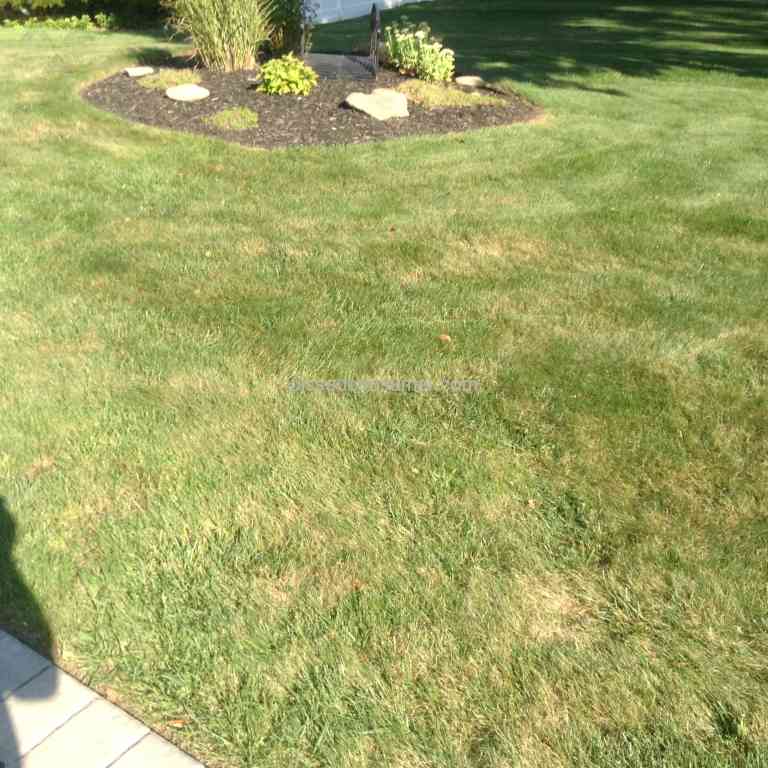 How Much Does Trugreen Lawn Care Cost / How Much Does Trugreen Cost ...