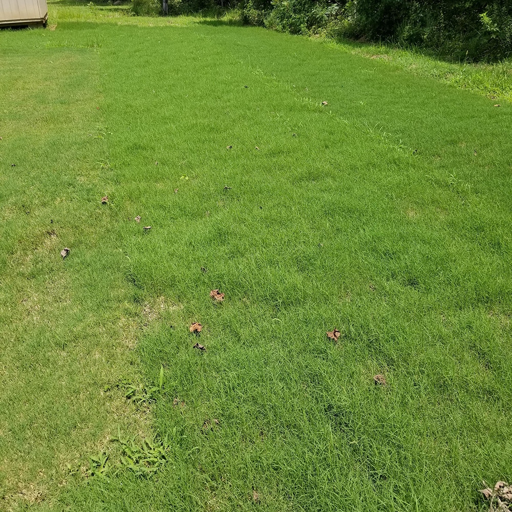 How Soon Should I Cut My Grass?