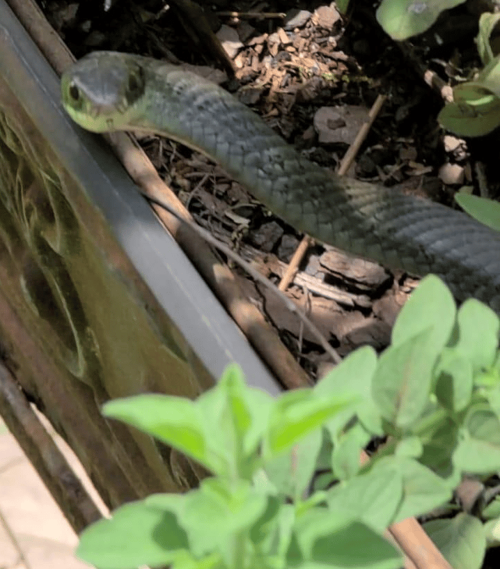 How To Find Snakes In Your Backyard