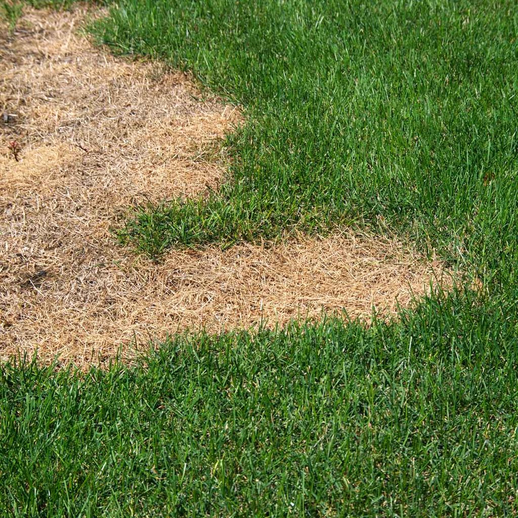 How to Fix Dry Grass