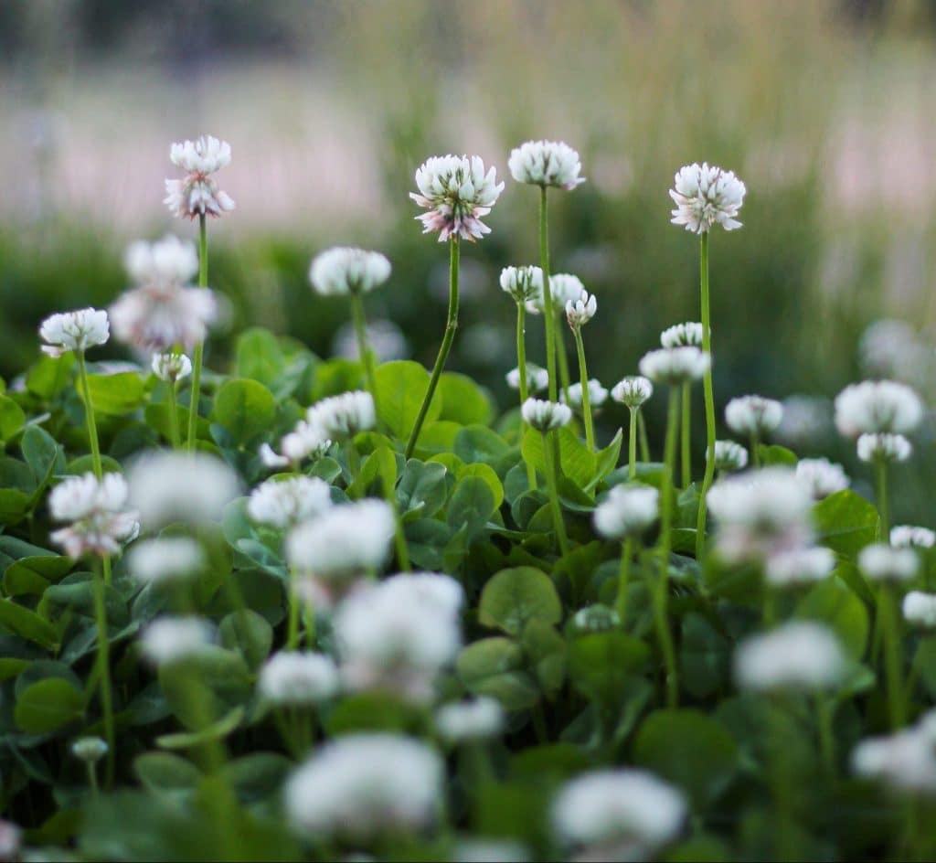 How To Get Rid Of Clover In Your Lawn (3 Natural Methods)