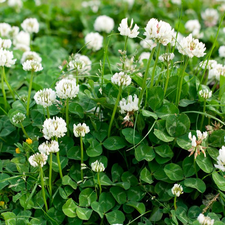How To Get Rid Of Clover In Your Yard