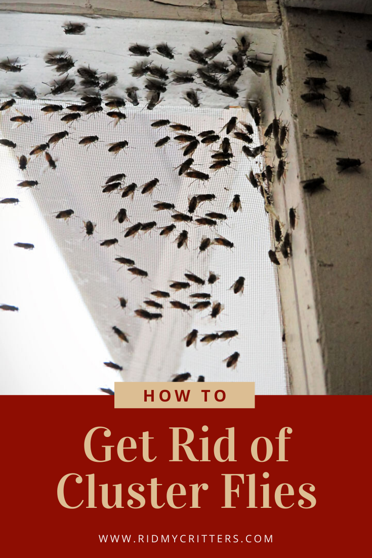 How to Get Rid of Cluster Flies (Naturally and Effectively ...