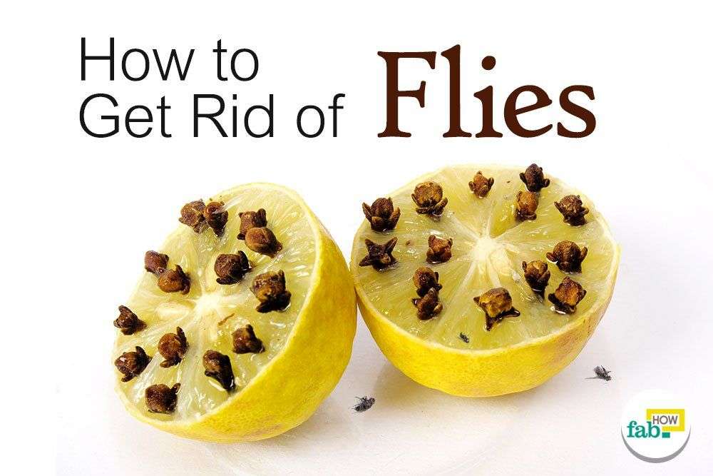 How to Get Rid of Flies Quickly (Inside and Outside)