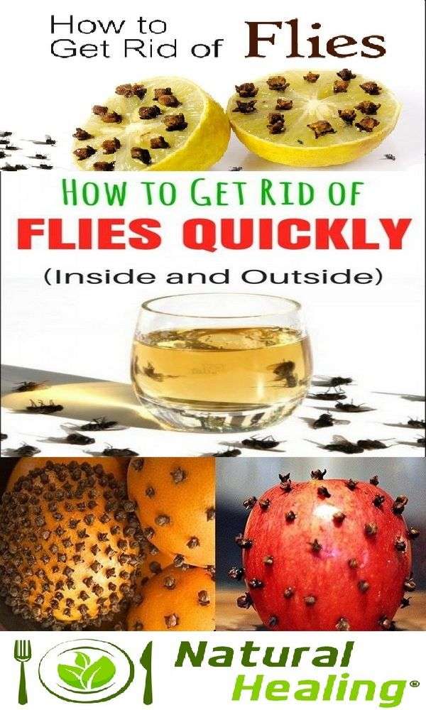 How to Get Rid of Flies Quickly (Inside and Outside)