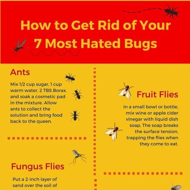 How To Get Rid Of Gnats In Yard Diy