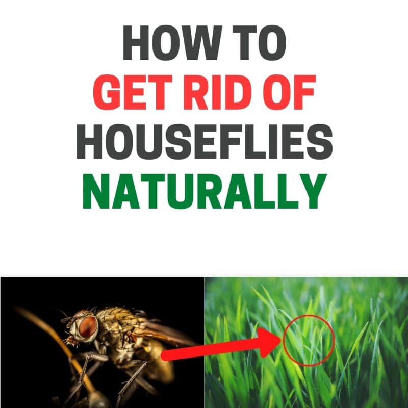How to Get Rid of Houseflies Naturally (DIY Home Remedies)