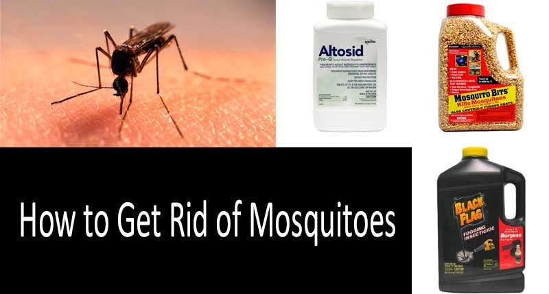 How to Get Rid of Mosquitoes: 7 Tried and True Ways