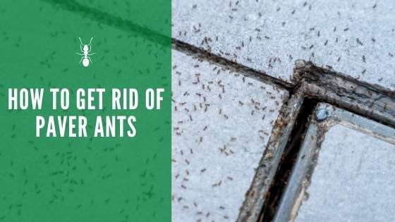 How to Get Rid of Paver Ants: In Your Patio, Driveway &  More