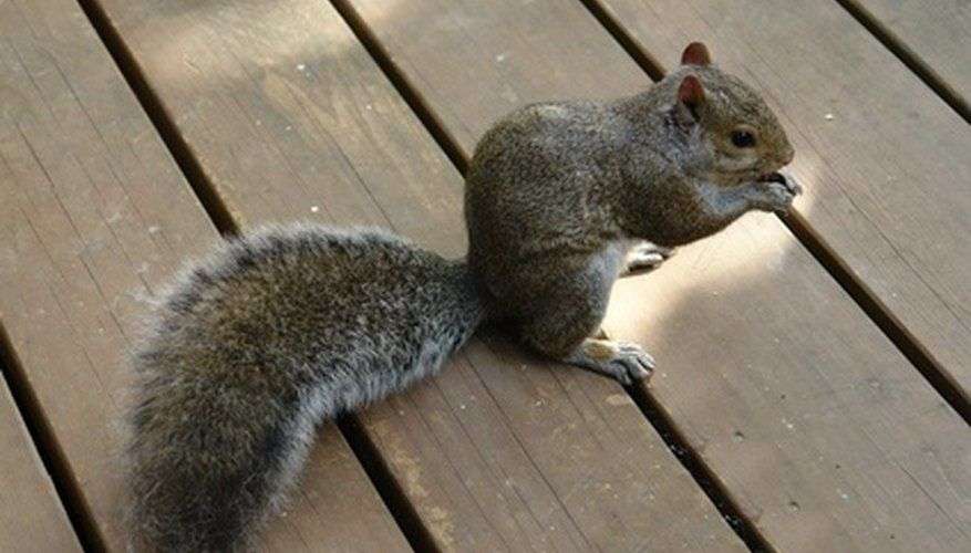 How to Get Rid of Squirrels on a Patio in 2020