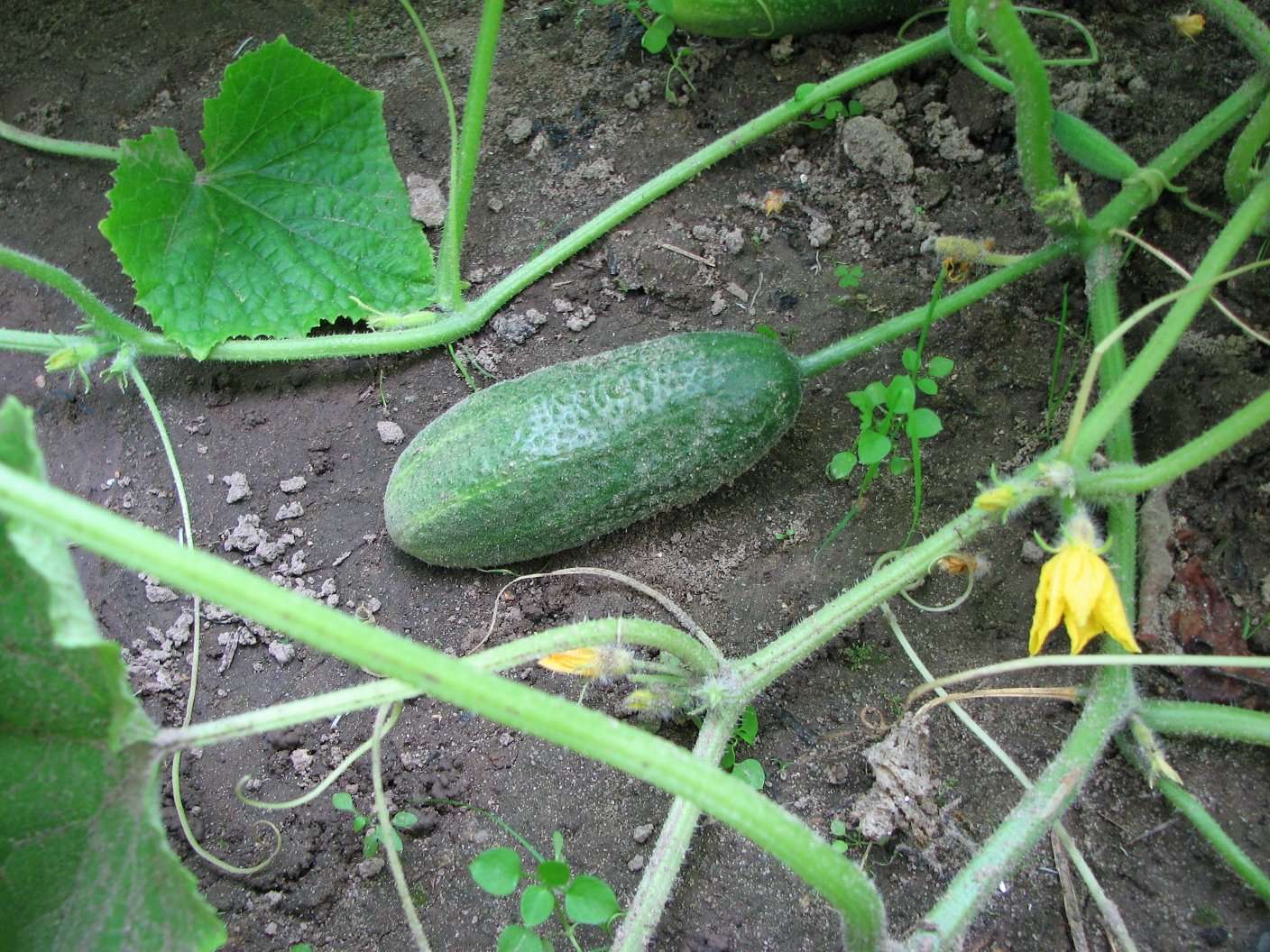How to Grow Cucumbers in a Home Garden: An Illustrated ...