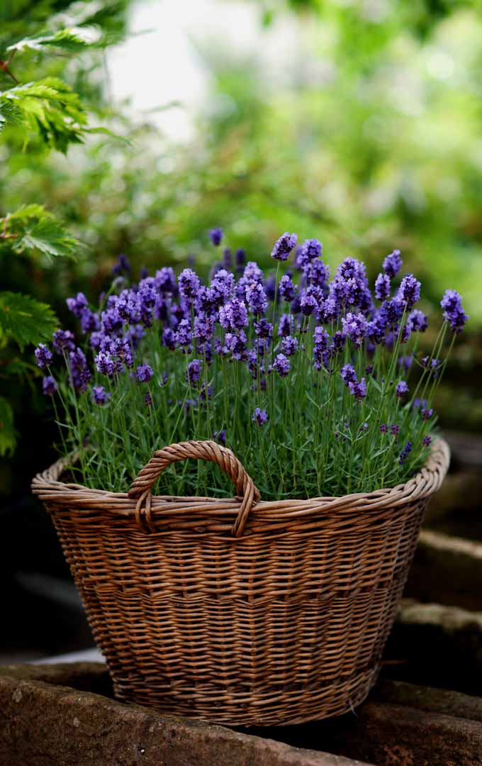 How to Grow Lavender in Every Climate