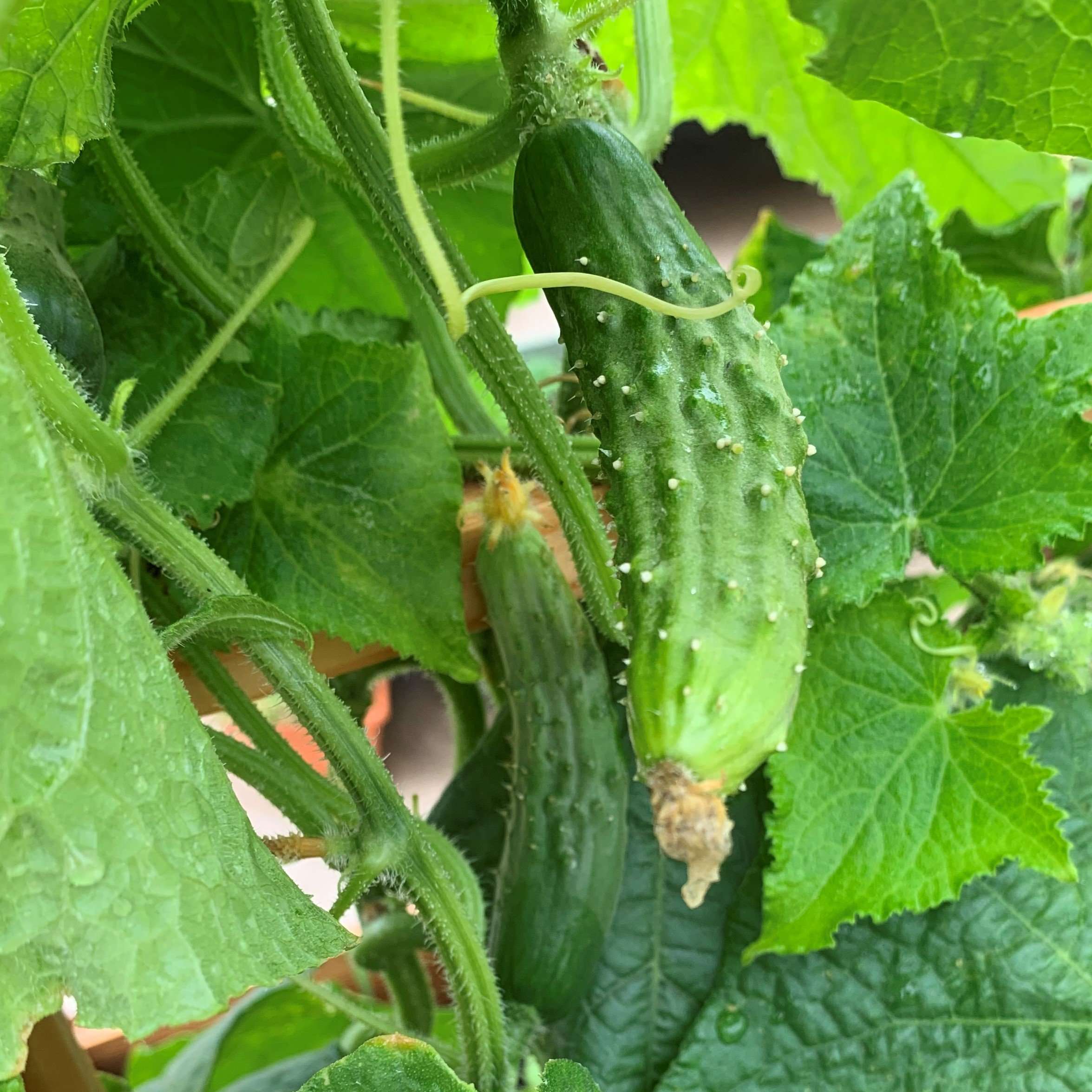 How to Grow the Best Container Garden Cucumbers