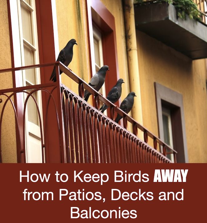 How to Keep Birds AWAY from Patios, Decks and Balconies
