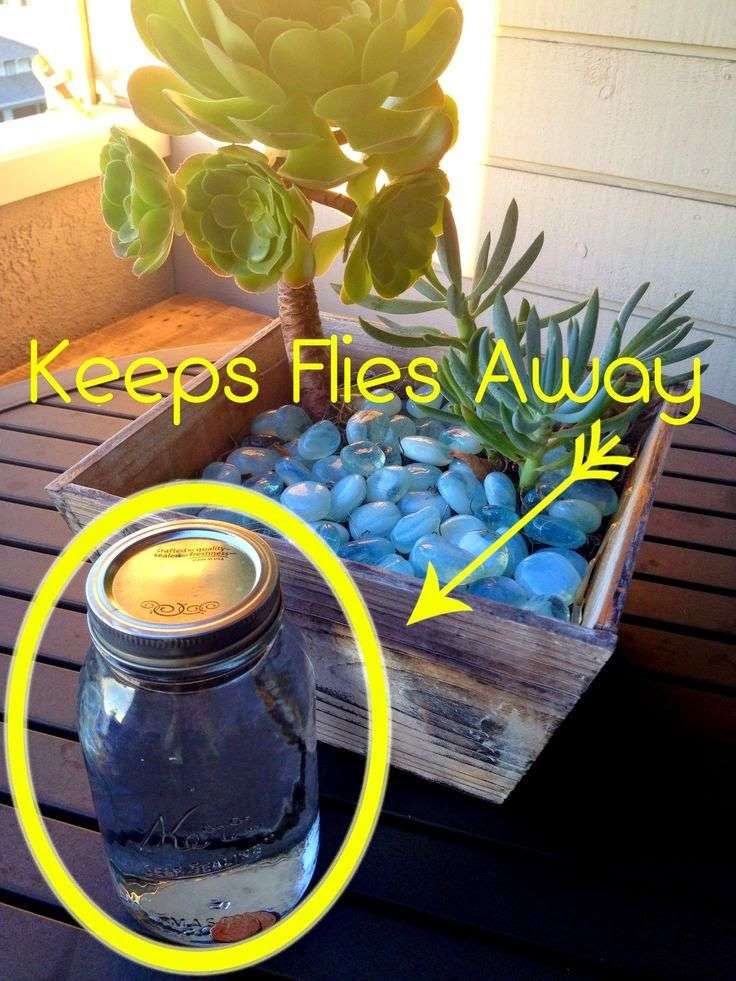 How To Keep Flies Away